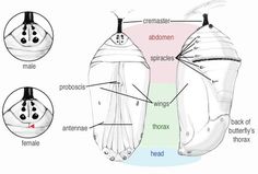 the parts of a butterfly's wing and its external wings are shown in this diagram