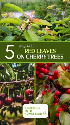 red leaves on cherry tree Rainier Cherries, Plant Tips