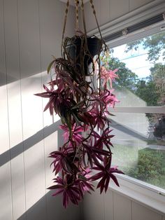 a hanging plant in front of a window