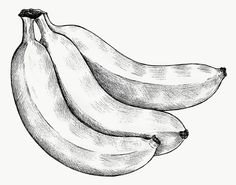 three bananas are shown in this black and white drawing, with one banana still attached to the other