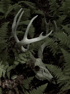 an animal skull laying in the middle of ferns