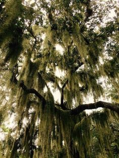 a large tree with lots of moss growing on it