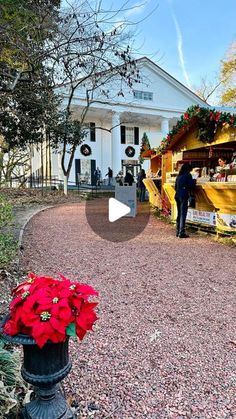 a poinsettia plant in front of a building with people standing around it