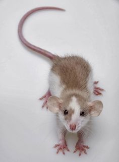 a small rat sitting on top of a white surface