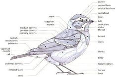 a diagram of the parts of a bird's body, including its names and description