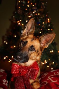 a german shepherd dog wearing a red bow tie in front of a lit christmas tree