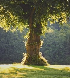 a large tree in the middle of a field with lots of green leaves on it