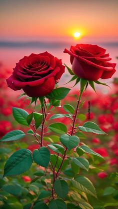 two red roses with the sun setting in the background and green leaves around them,