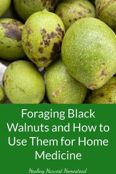 Find out how to forage for black walnuts and use them for medicine. You need black walnut tincture, powder, and herbal infused oil in your home medicine cabinet! Great for preppers and anyone who wants to be self-sufficient and empowered in your health. Black Walnut Medicinal Uses, Walnut Tincture, Black Walnut Salve Recipe, Black Walnut Uses, Black Walnut Salve, Black Walnut Tincture Benefits, Tinctures For Beginners, Black Walnut Tincture, Black Walnut