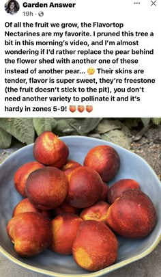 a bowl full of peaches sitting on top of a table next to a plant