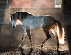 a white and brown horse walking in an enclosed area with sunlight coming through the window