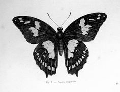 a black and white butterfly sitting on top of a piece of paper with writing underneath it