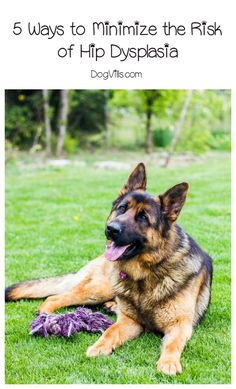 a german shepherd laying in the grass with a ball of yarn around it's neck