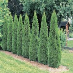 a group of trees that are next to each other in the grass near some bushes