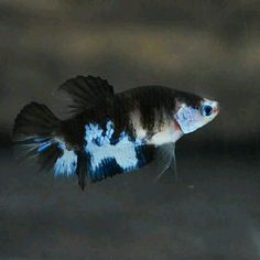 a black and white fish with blue stripes on it's tail, swimming in water