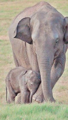 an adult elephant standing next to a baby elephant on a lush green grass covered field