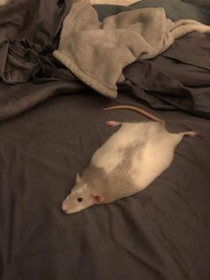 a white rat laying on top of a bed next to a gray pillow and blanket