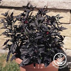 Ornamental Pepper Black Pearl Seed Pepper Plants, Moon Garden, Black Leaves, Seed Company, Pure Black, White Gardens