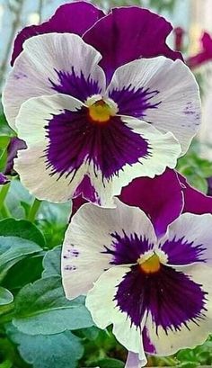 three purple and white flowers in a garden