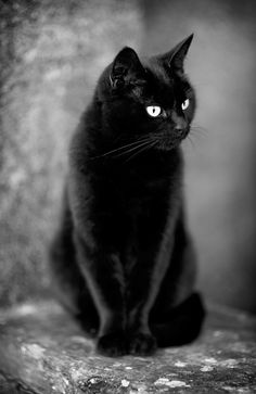 a black cat sitting on top of a wooden table next to a stone wall and looking at the camera