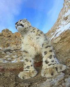 a snow leopard sitting on top of a rocky hill next to a blue sky with clouds