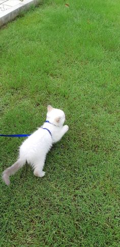 a small white cat on a blue leash in the grass looking at something off to the side