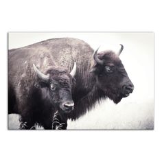 two buffalo standing next to each other on a field