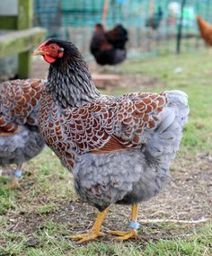 two chickens standing next to each other on the grass