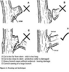 the instructions for how to use tree bark