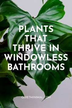 a green plant with the words plants that thrive in windows bathrooms