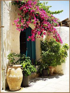 pink flowers are growing on the side of a building with potted plants in front