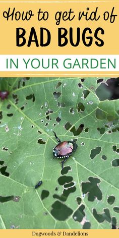 how to get rid of bad bugs in your garden