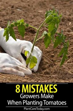 someone is planting plants in the dirt with text overlay that reads 8 mistakes growers make when planting tomatoes