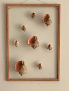 shells are arranged in a wooden frame on the wall