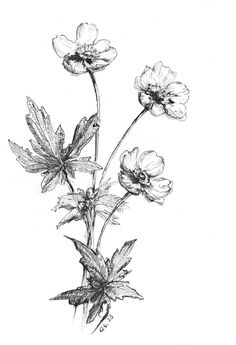 an ink drawing of some flowers on a white background