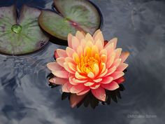 an orange and yellow flower floating on top of water