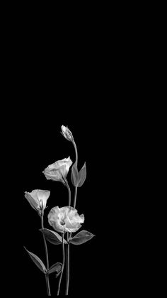 three white flowers in a vase on a black background