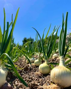 several onions are growing in the dirt on a sunny day with blue skies behind them