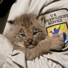 a small kitten is being held in someone's lap with the badge on it