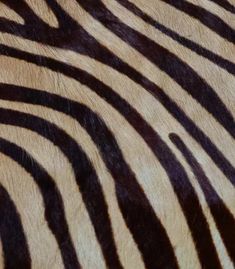 Brown-beige Black White Hair, Beige Hair, Zebras Animal, Zebra Pattern, Stylish Rugs, A Rug, Patterns In Nature, Inspiration Board, Brown Beige