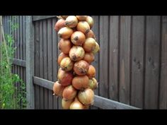 there are onions hanging on the fence