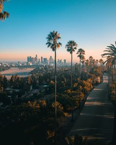 palm trees line the sidewalk in front of a city skyline