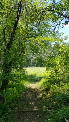 a dirt path surrounded by trees and grass