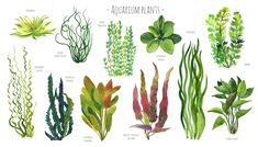 the different types of aquatic plants and algaes are shown in this watercolor drawing