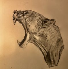 a pencil drawing of a growling tiger's head with it's mouth open