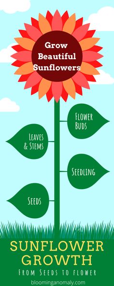 the sunflower growth guide is shown in this graphic style, with flowers and seeds on it