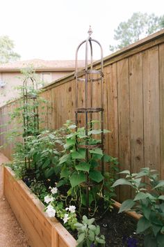 an outdoor garden with various plants in it