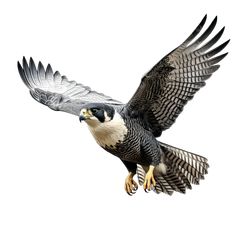 a large bird flying through the air with it's wings spread