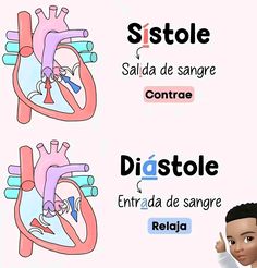 the heart is labeled in spanish and has two different types of valves on each side