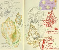 an open book with some drawings on the pages and writing about shells in different colors